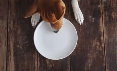 This Common Habit With Your Dog’s Licking Could Turn Your Kitchen Into A Bacterial Nightmare