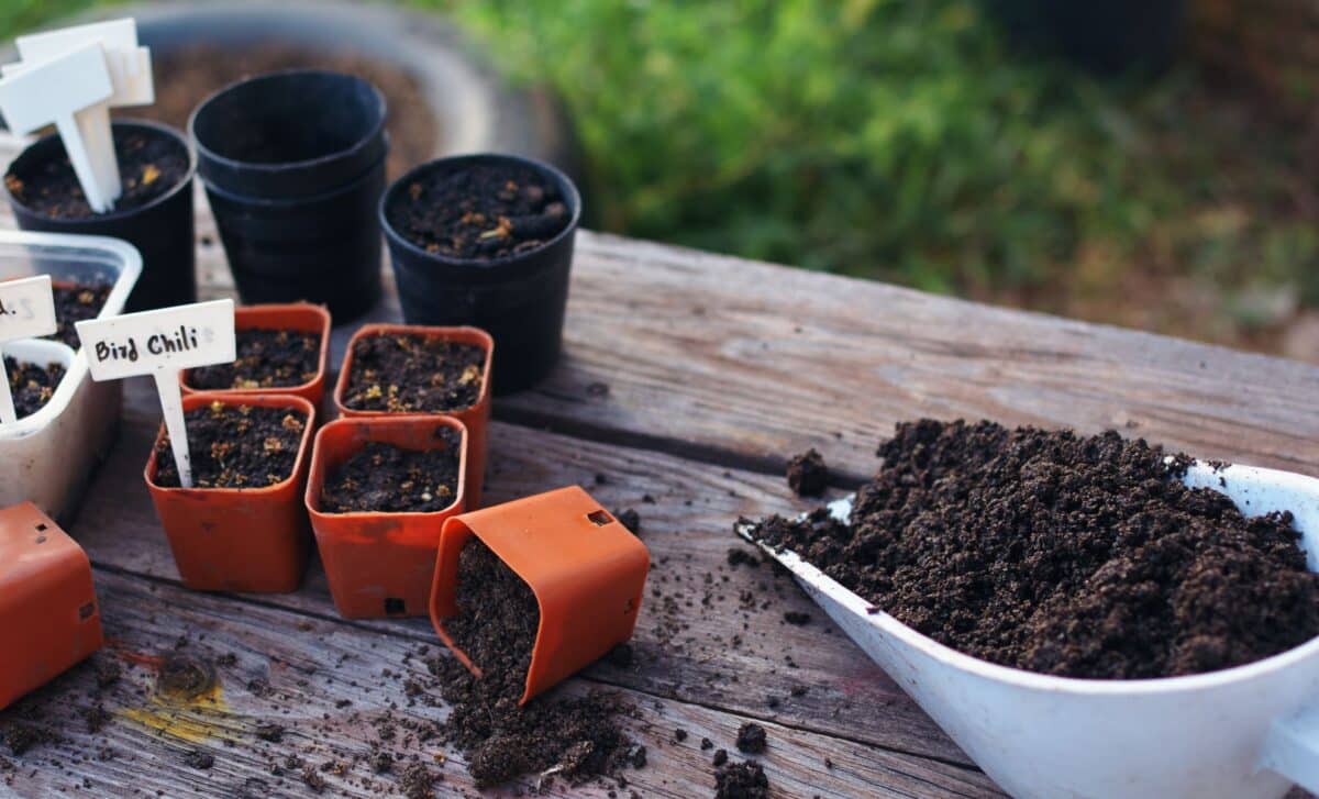 He Sprinkles Cinnamon On His Plants… What Happens Next Will Surprise You
