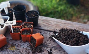 He Sprinkles Cinnamon On His Plants… What Happens Next Will Surprise You
