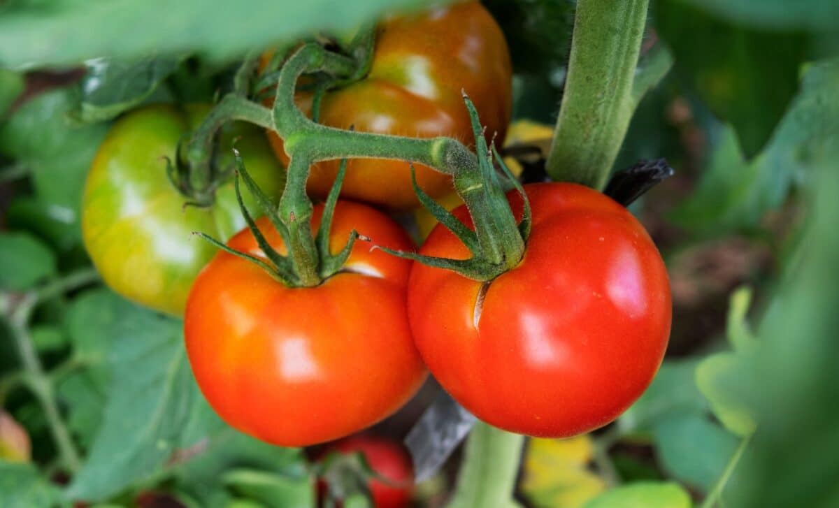 How To Prevent Your Tomatoes From Splitting – With This Simple Watering Tip