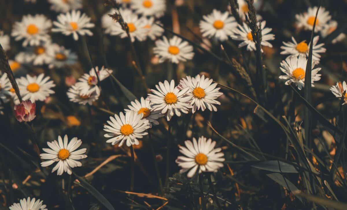 If Your Lawn Is Full Of Daisies, It's Not Cute – It's A Troubling Warning Signal