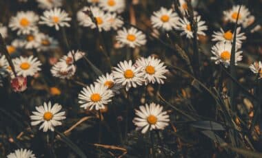 If Your Lawn Is Full Of Daisies, It's Not Cute – It's A Troubling Warning Signal