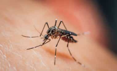 She Smells Amazing, Keeps Mosquitoes Away… And Yet You Probably Don't Have Her At Home