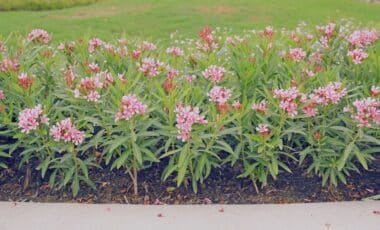 The Natural Fertilizer That Expert Gardeners Recommend For Oleander To Achieve Vibrant Blooms