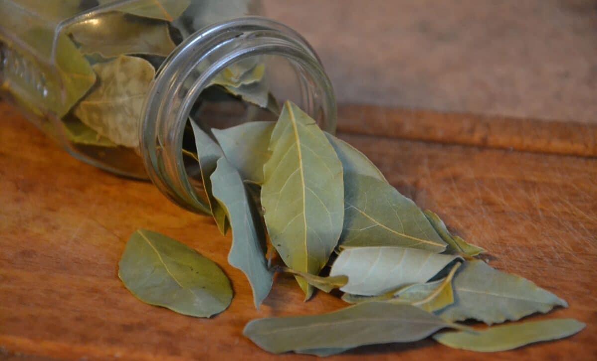 Tired of Bad Odors in Your Oven? This Laurel Leaf Trick Is the Game-Changer You Need!