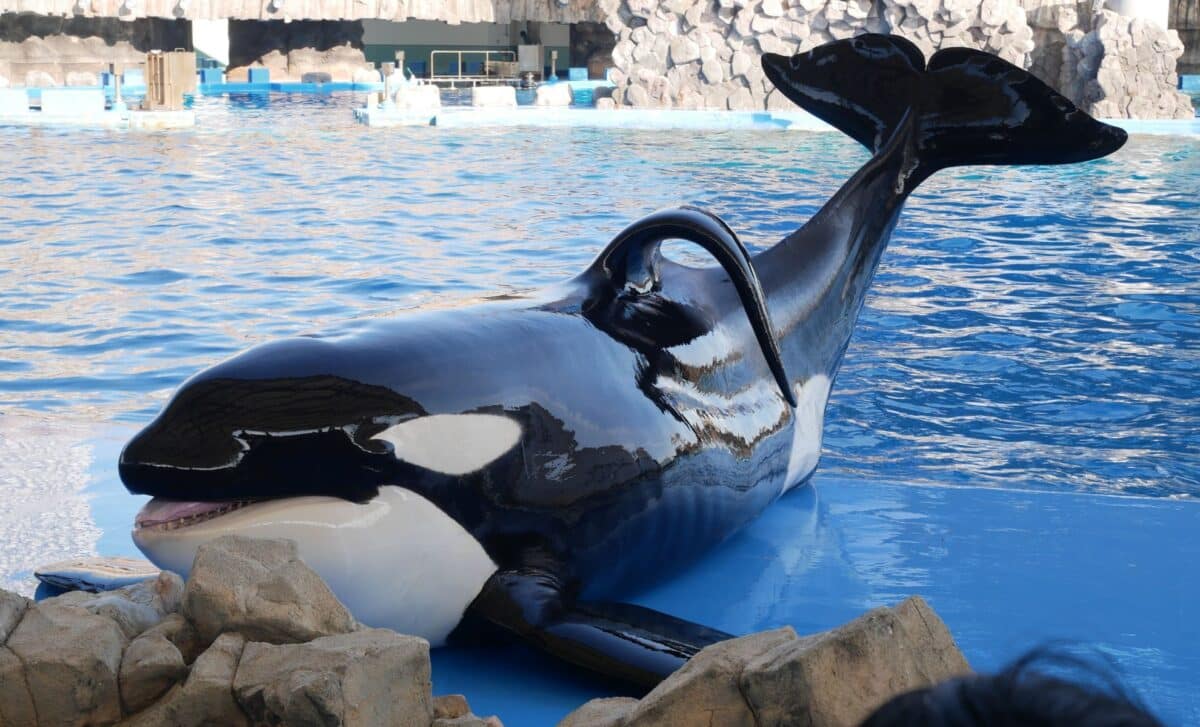The Viral Jessica Radcliffe Orca Story: a Tragic Hoax