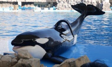 The Viral Jessica Radcliffe Orca Story: a Tragic Hoax