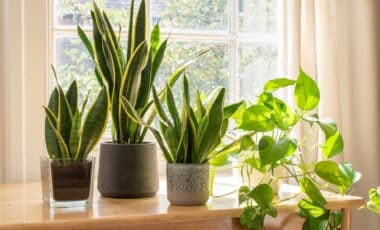Forget Expensive Air Purifiers, This Simple Plant Cleans Your Air for Free