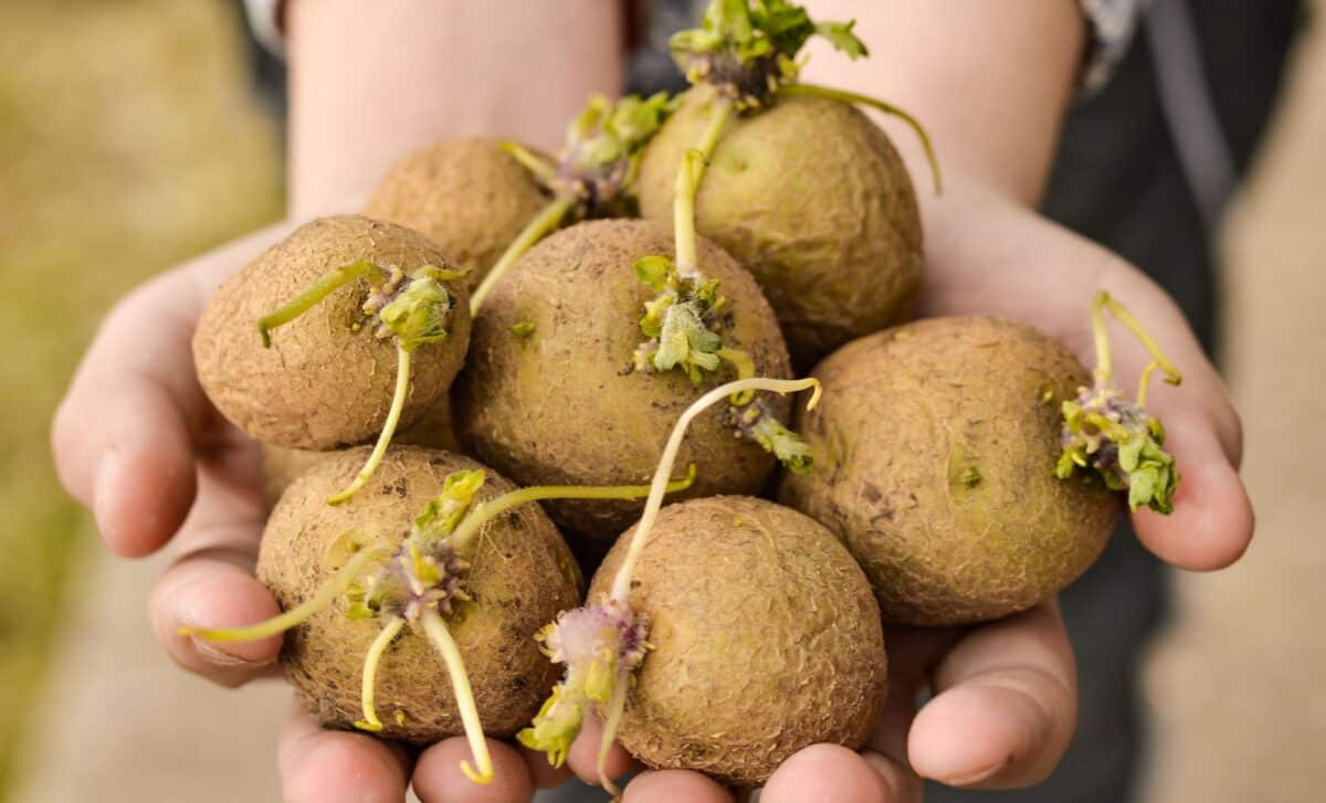 Sprouting Potatoes Again One Fruit In Your Kitchen Can Fix It Fast