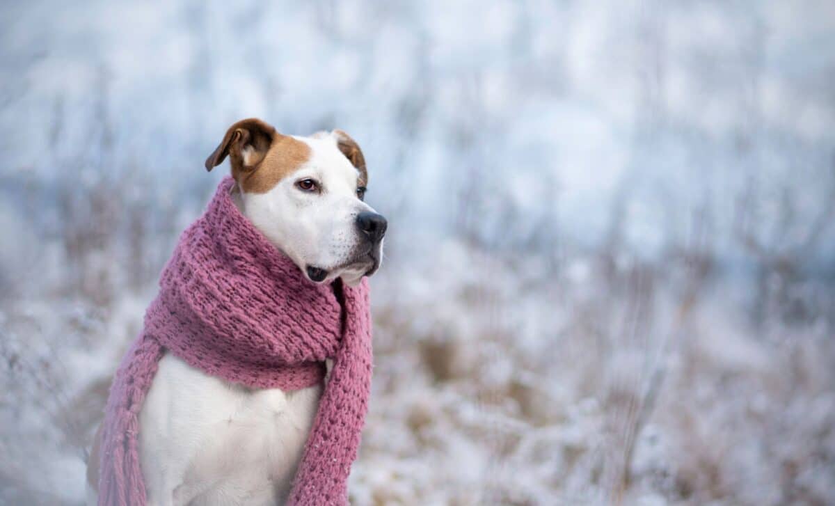 Think Your Dog Doesn’t Need a Coat Here’s What Vets Say You Must Do