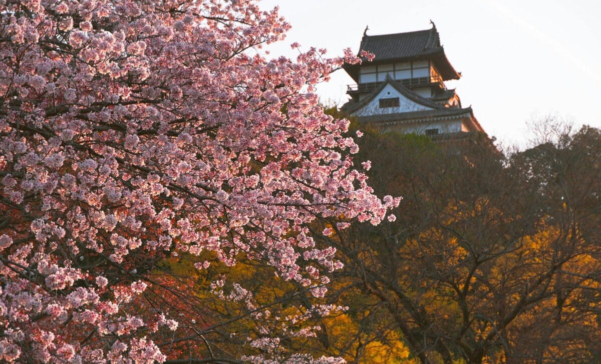 This Year’s Cherry Blossom Festival in Japan Was Canceled, Here's Why