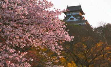 This Year’s Cherry Blossom Festival in Japan Was Canceled, Here's Why