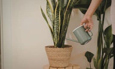 Your Plant Smells Like Rotting Eggs Here’s How to Fix It Fast
