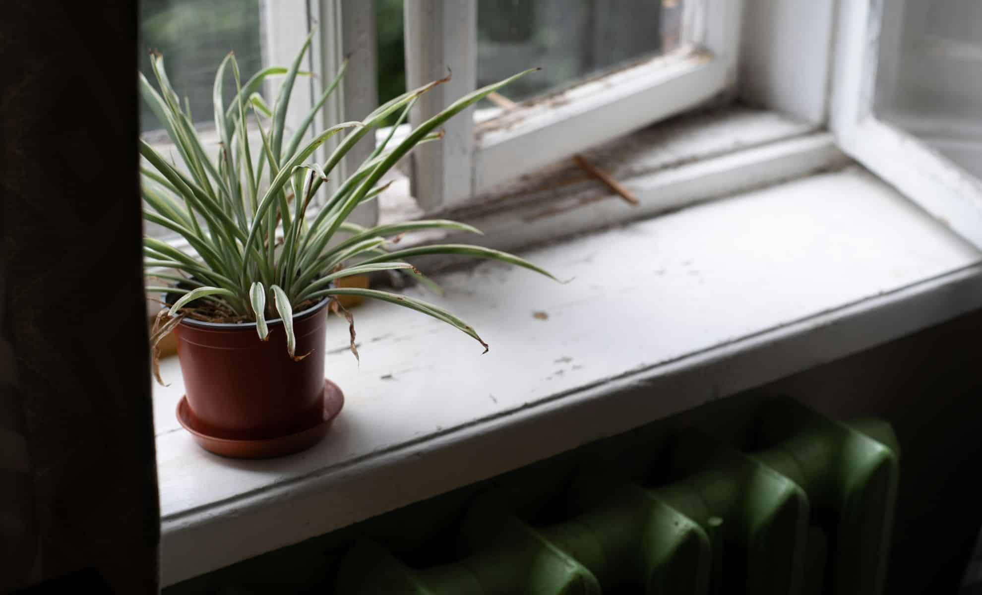 You’ve Been Throwing Away Coffee Grounds for Years, Here’s What They Do on Your Windowsills