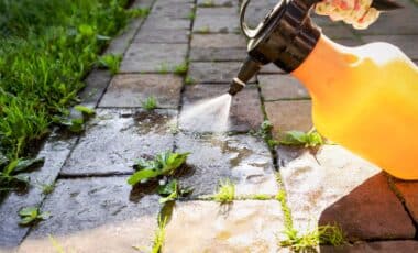 Better Than Vinegar This Simple Cleaning Product Used By Gardeners To Remove Weeds In Seconds