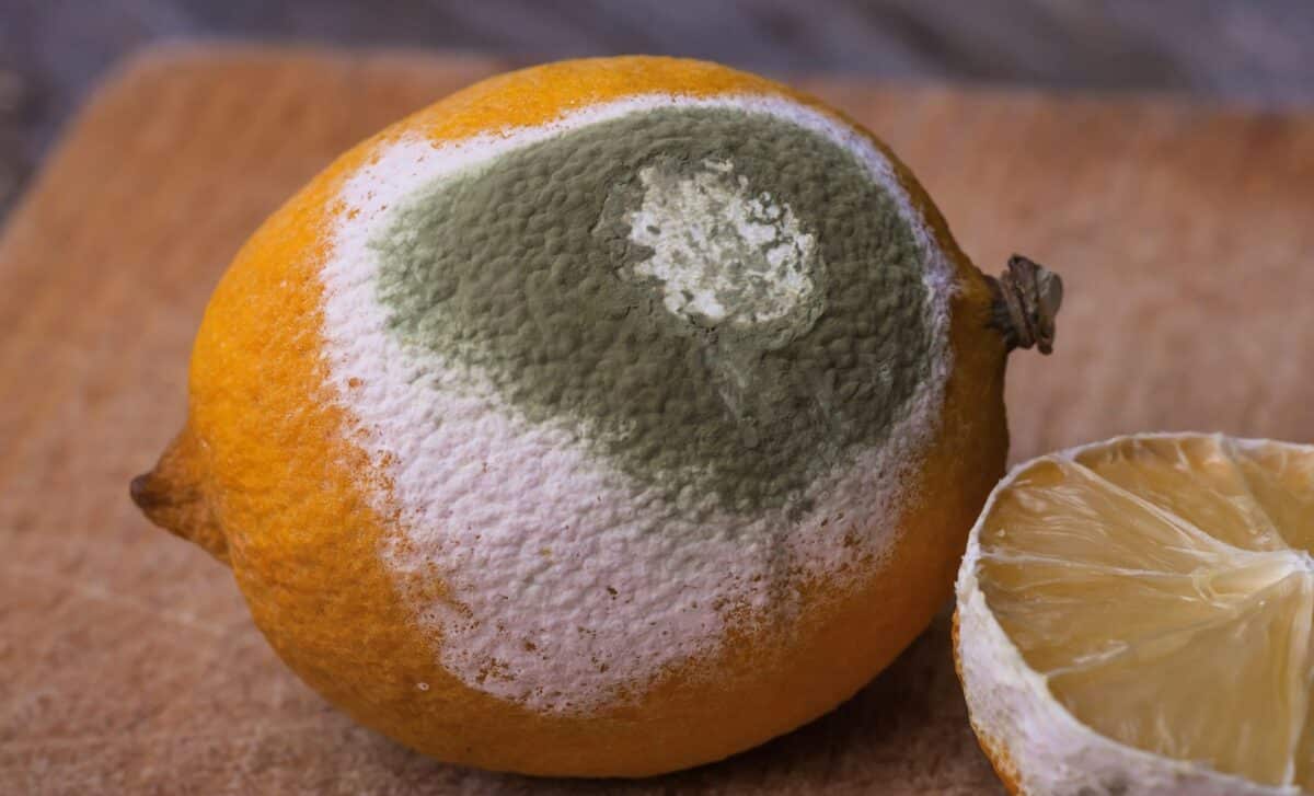 Burying Moldy Lemons In The Garden The Outcome Is Catching Gardeners Off Guard