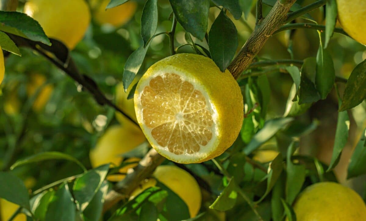 Gardeners Recommend This Little-Known Lentil Water Trick for Lemon Trees