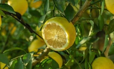 Gardeners Recommend This Little-Known Lentil Water Trick for Lemon Trees