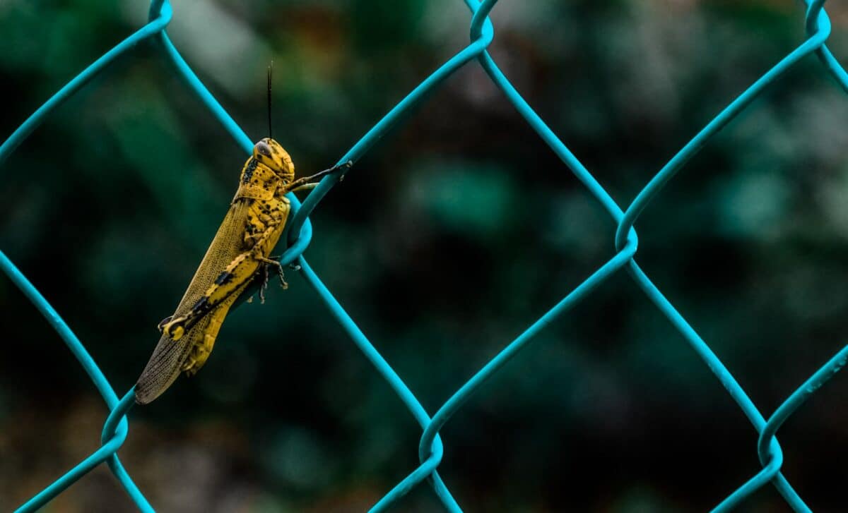 If You Hear Crickets At Night In Your Home Or Garden, Here’s Why It’s A Good Sign
