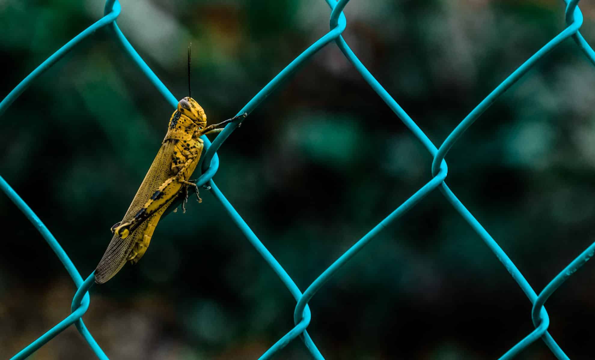 If You Hear Crickets At Night In Your Home Or Garden, Here's Why It's A Good Sign
