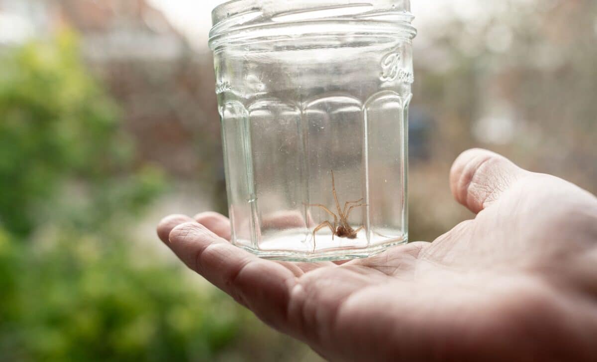 You See a Spider and Put It Outside Here’s Why That’s a Huge Mistake