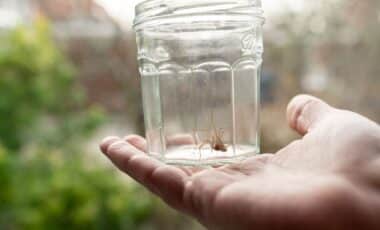 You See a Spider and Put It Outside Here’s Why That’s a Huge Mistake
