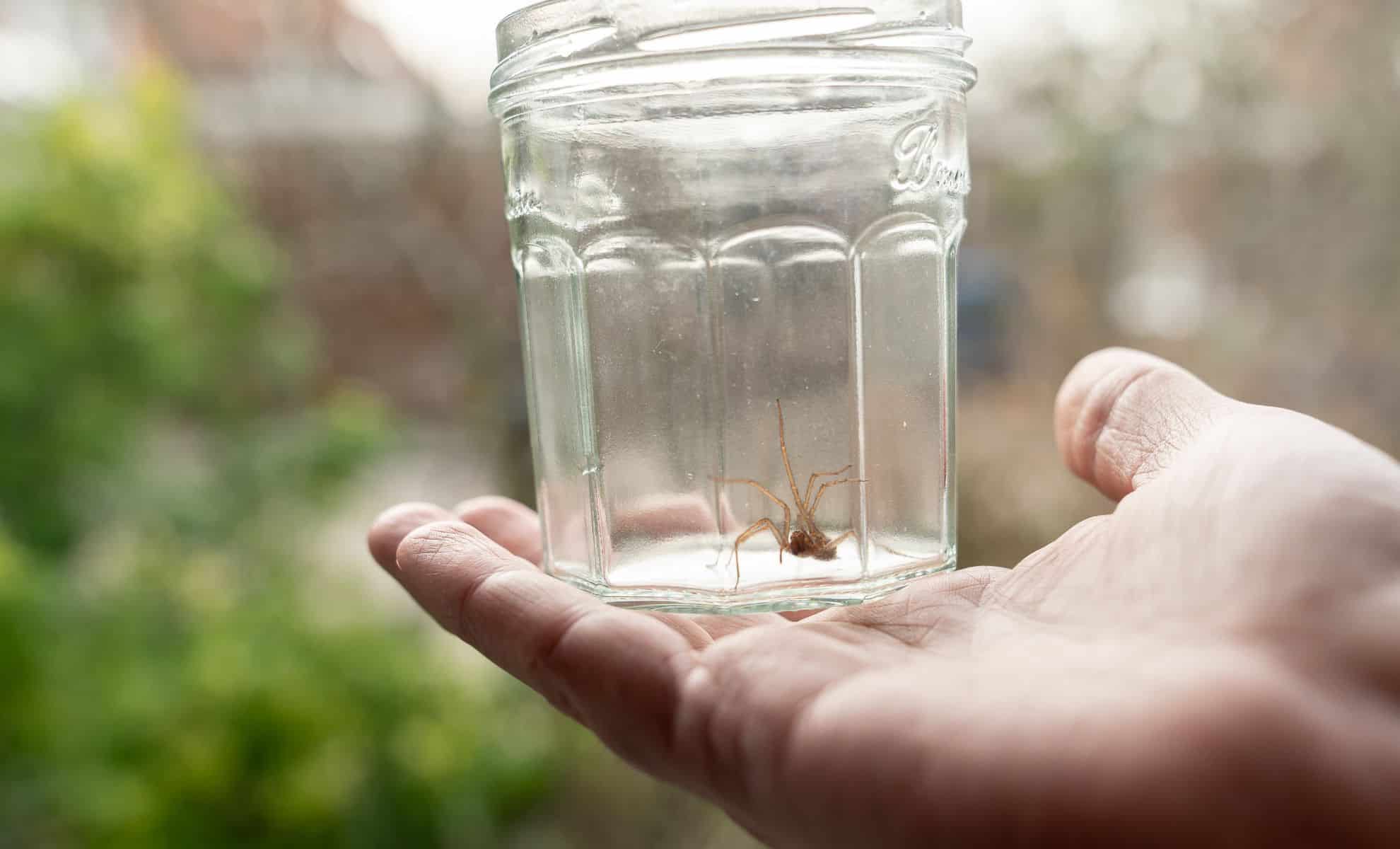 You See a Spider and Put It Outside Here’s Why That’s a Huge Mistake