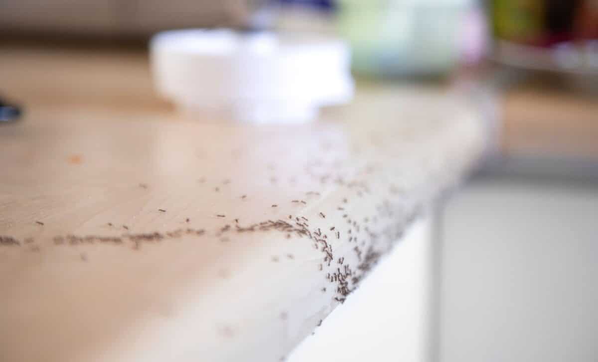 Ants Invading Your Home This Simple Expert-Recommended Hack Is Driving Them Away Fast