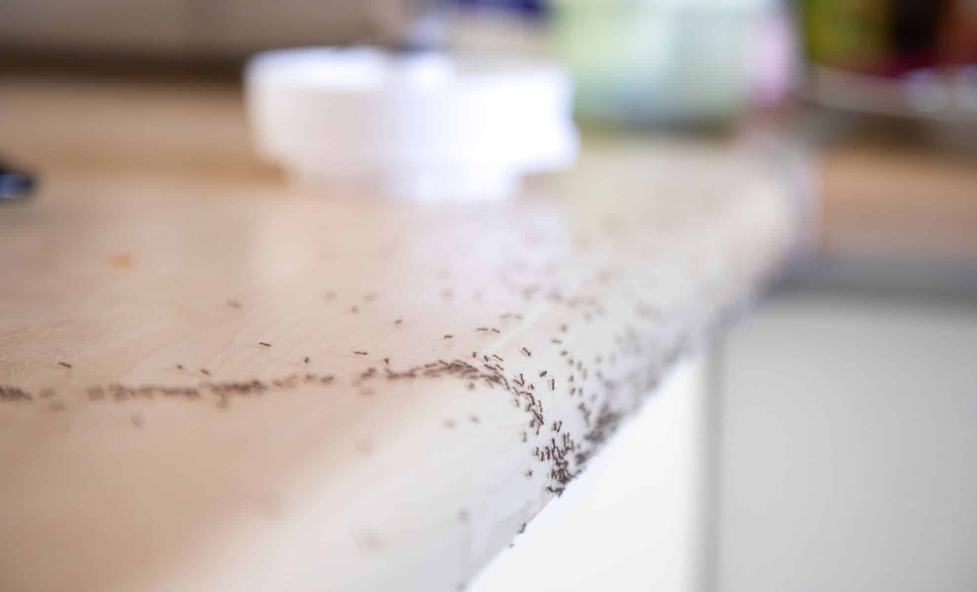 Ants Invading Your Home This Simple Expert-Recommended Hack Is Driving Them Away Fast