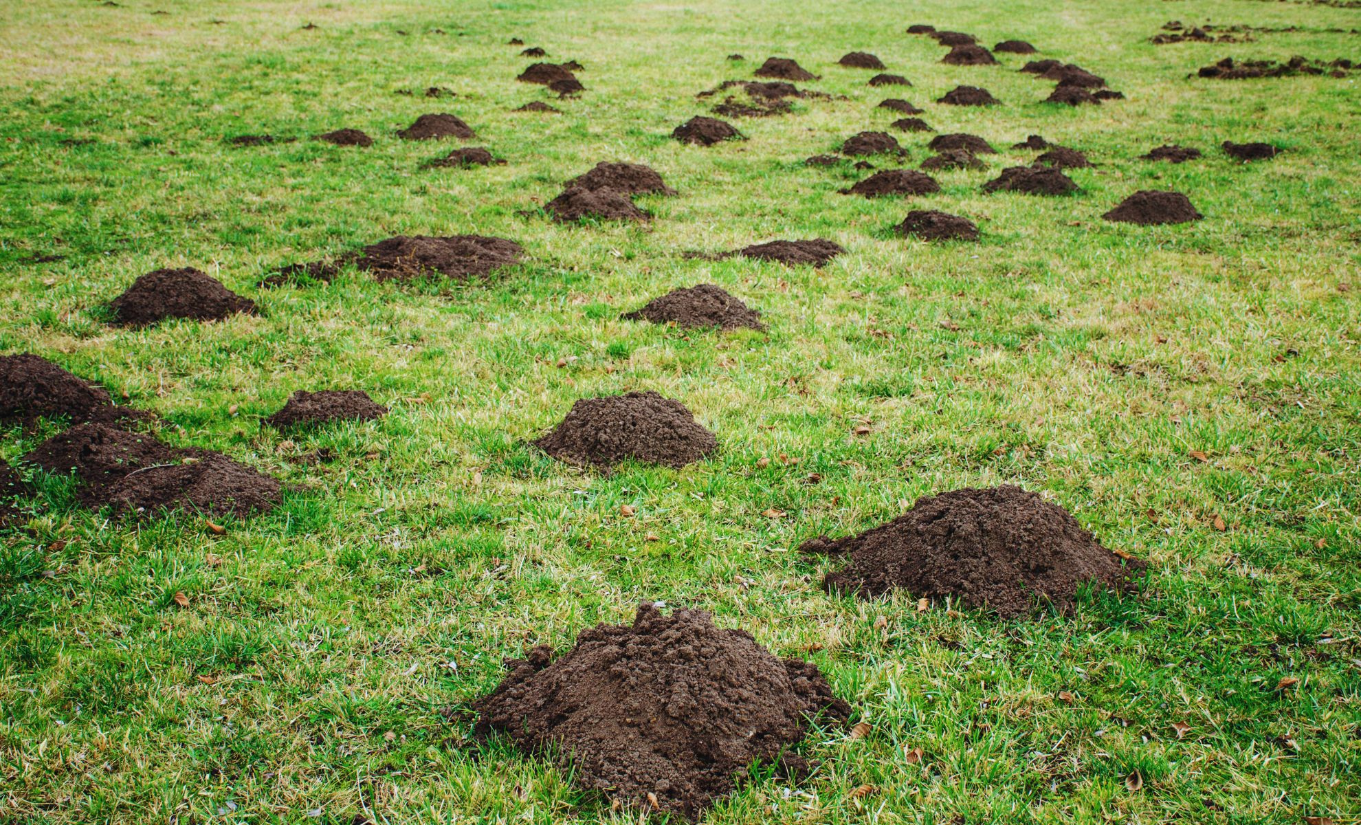 Before You Try Anything Else, See How This Vinegar Trick Could Help Keep Moles Away