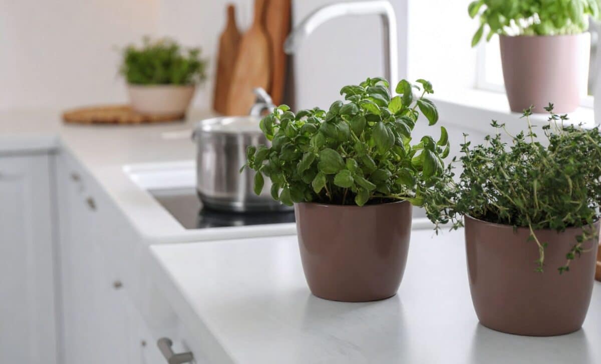 Decorate Your Kitchen with These 3 Beautiful Water-Growing Plants That Will Perfume Your Home