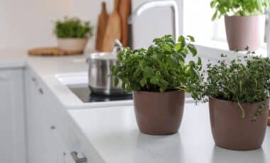 Decorate Your Kitchen with These 3 Beautiful Water-Growing Plants That Will Perfume Your Home