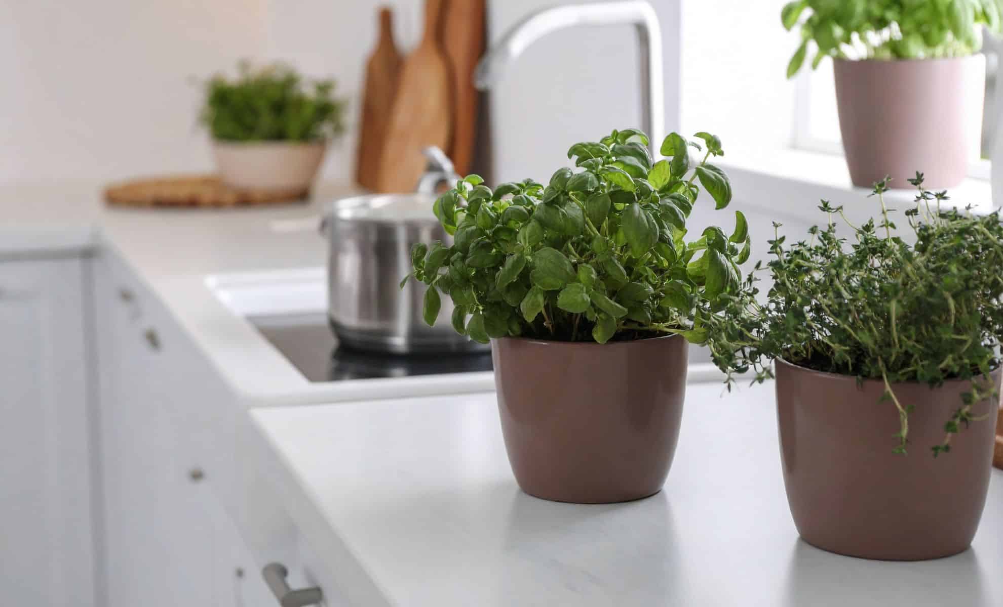 Decorate Your Kitchen with These 3 Beautiful Water-Growing Plants That Will Perfume Your Home