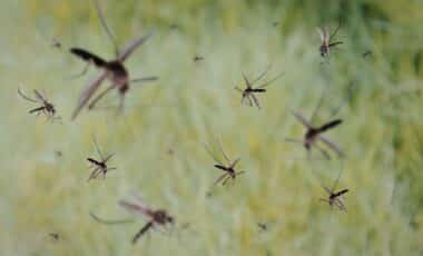 He Takes Down All The Mosquito Nets On His Terrace And Just Plants This One Plant That Costs Absolutely Nothing