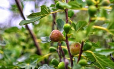 How to Stop Snakes from Taking Over Your Fig Tree in the Garden