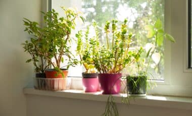 People Used to Put These Pots on Their Windowsills, And Spiders Stayed Away!