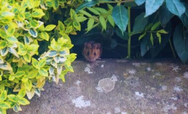 Rats in Your Garden Find Out How a Simple Kitchen Staple Can Turn Into Their Worst Nightmare