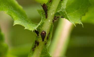 They’re Back and Devouring Your Plants How to Keep Aphids Away for Good This Spring