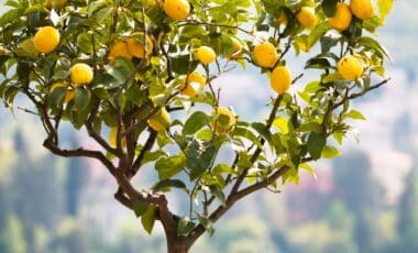 Why Gardeners Wrap Lemon Tree Trunks In Aluminum Foil And It Has Nothing To Do With Pests