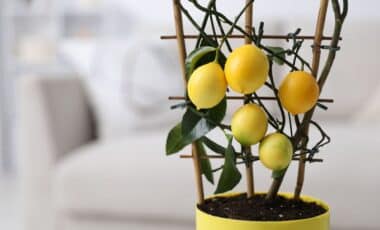 A Gardening Expert Revealed Why Many Balcony Lemon Trees Never Produce Lemons