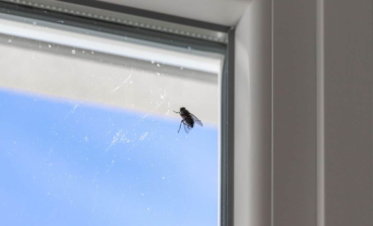 Free and Completely Chemical‑Free, This Grandma‑Approved Trick Will Give You a Summer Without Flies in Sight