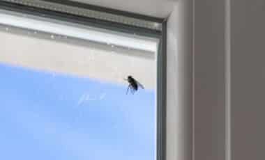 Free and Completely Chemical‑Free, This Grandma‑Approved Trick Will Give You a Summer Without Flies in Sight
