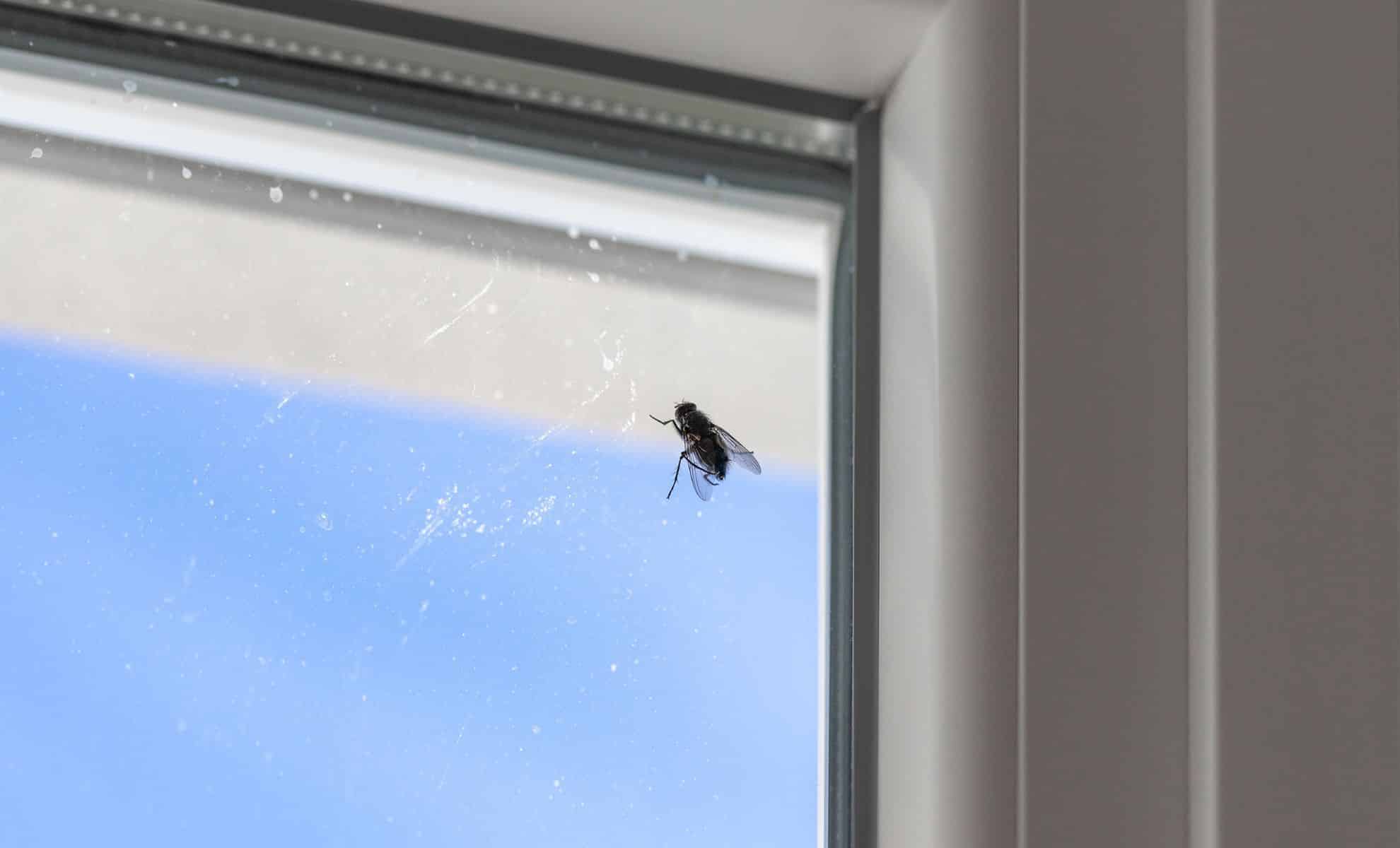 Free and Completely Chemical‑Free, This Grandma‑Approved Trick Will Give You a Summer Without Flies in Sight