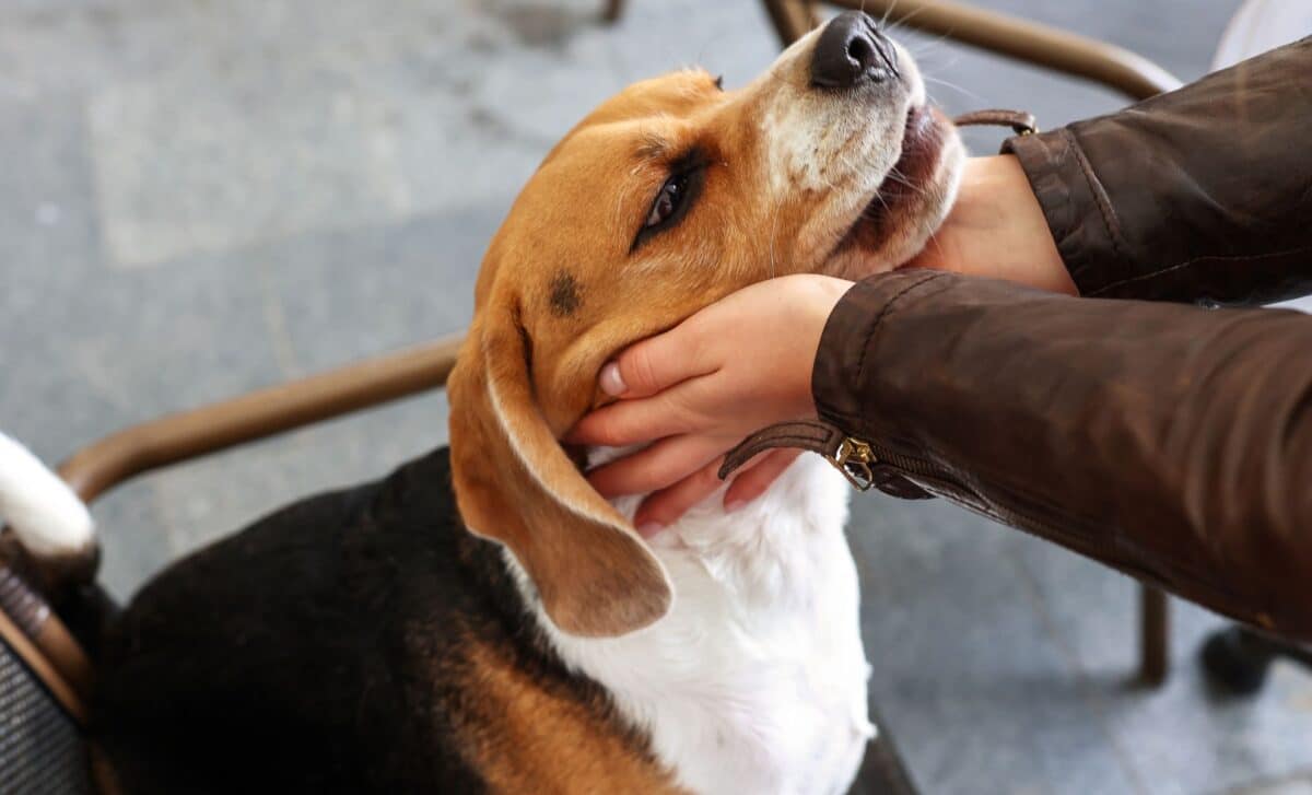 If You Can’t Resist Petting Dogs, Psychology Has an Explanation