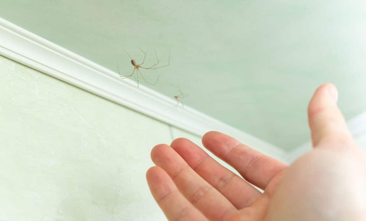 If You See a Long-Legged Spider in Your Home, Here’s What It Could Mean and Why It May Actually Be a Good Sign
