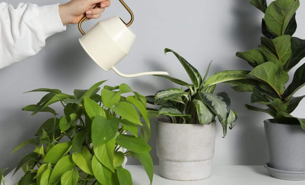 No One Thinks of This, a Simple Jar Can Water Your Plants for Weeks