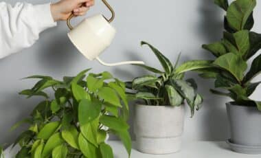 No One Thinks of This, a Simple Jar Can Water Your Plants for Weeks