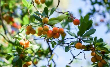 Nobody Talks About These Fruit Trees, Yet They Produce Dozens of Kilos of Fruit Without Regular Watering