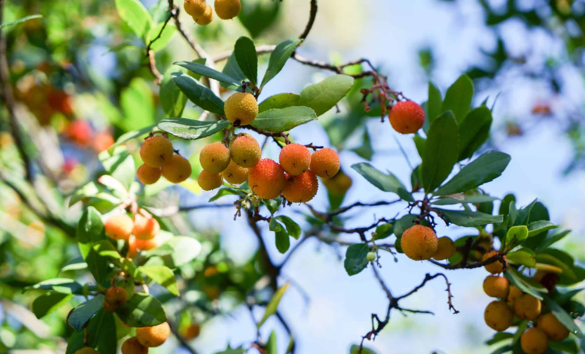 Nobody Talks About These Fruit Trees, Yet They Produce Dozens of Kilos of Fruit Without Regular Watering