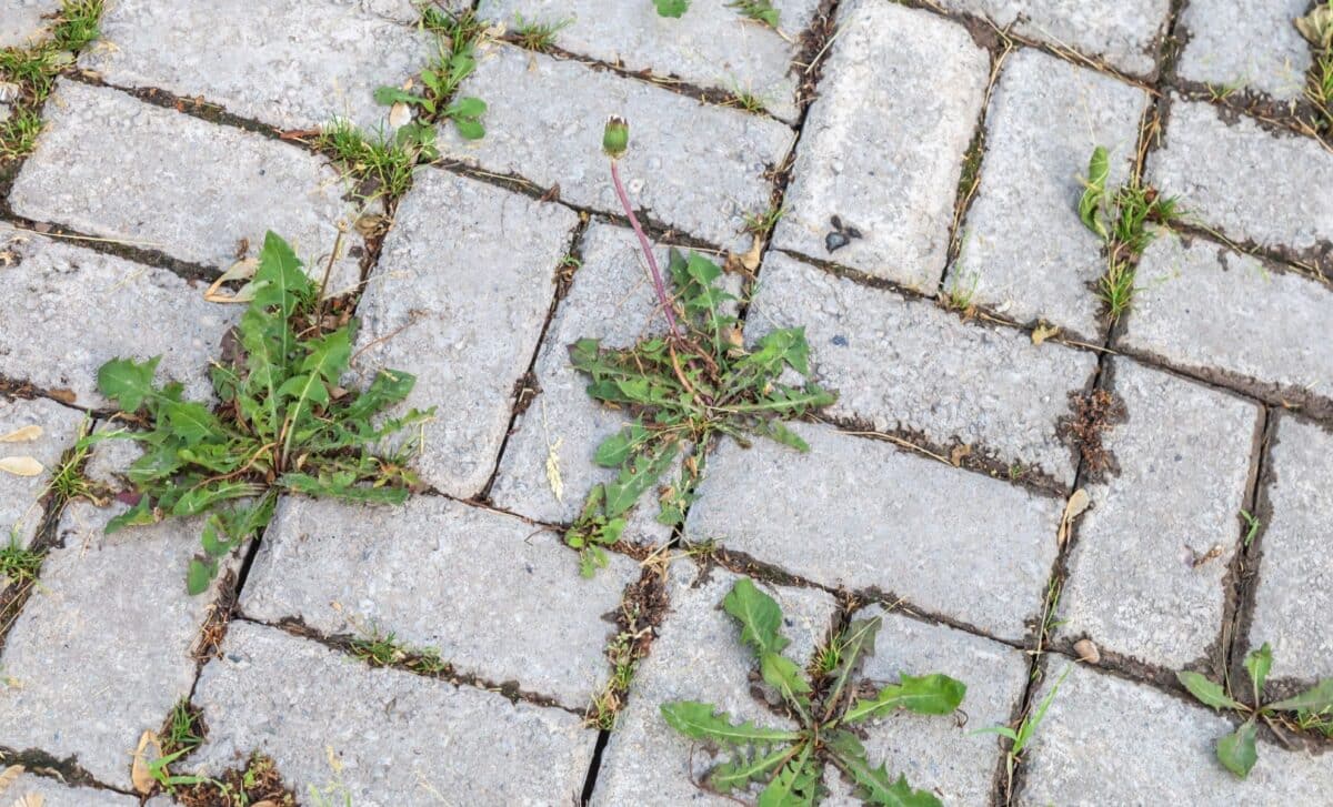People Are Pouring Hot Water and Salt on Weeds, Here’s Why Gardeners Keep Using This Trick